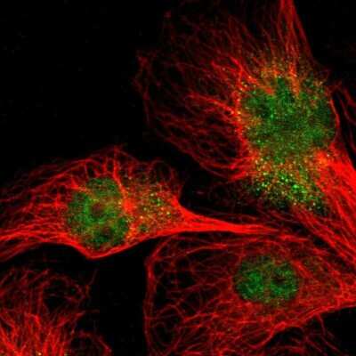 Immunocytochemistry/ Immunofluorescence: NPAS3 Antibody [NBP1-88622]