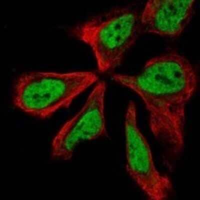 Immunocytochemistry/ Immunofluorescence: NPAS3 Antibody [NBP3-17286]