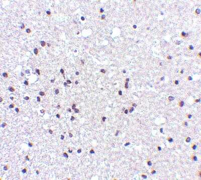 Immunohistochemistry-Paraffin: NPAS3 Antibody - BSA Free [NBP1-76785]