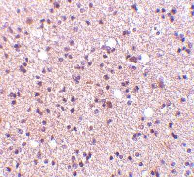 Immunohistochemistry-Paraffin: NPAS3 Antibody - BSA Free [NBP1-76786]