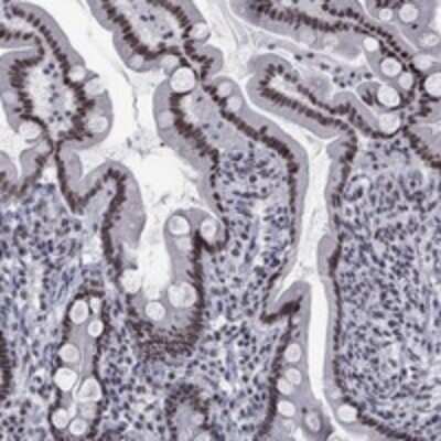 Immunohistochemistry-Paraffin: NPAS3 Antibody [NBP3-17286]