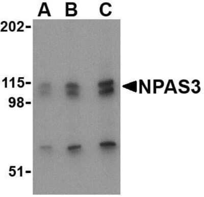 Western Blot: NPAS3 AntibodyBSA Free [NBP1-76785]