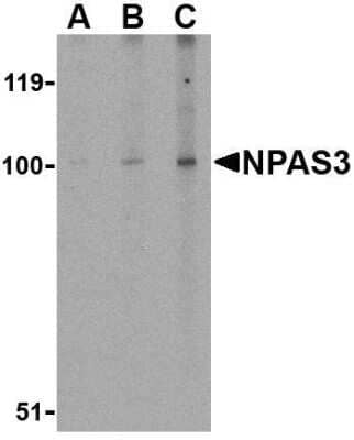 Western Blot: NPAS3 AntibodyBSA Free [NBP1-76786]