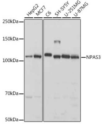 Western Blot: NPAS3 AntibodyAzide and BSA Free [NBP3-16051]