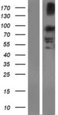 Western Blot: NPAS3 Overexpression Lysate [NBP2-06464]