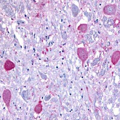Immunohistochemistry-Paraffin: NPBWR1 Antibody - BSA Free [NLS171]