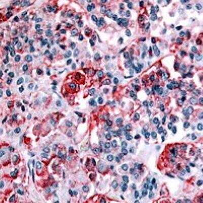 Immunohistochemistry-Paraffin: NPBWR1 Antibody - BSA Free [NLS171]