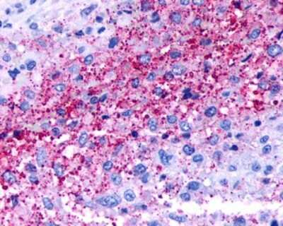 Immunohistochemistry-Paraffin: NPBWR1 Antibody - BSA Free [NLS171]