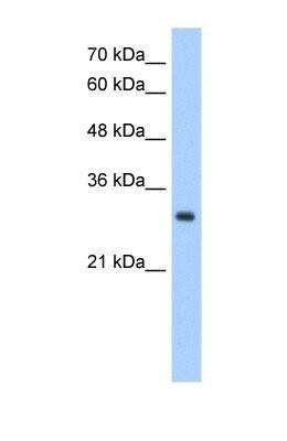 Western Blot: NPDC-1 Antibody [NBP1-69583]