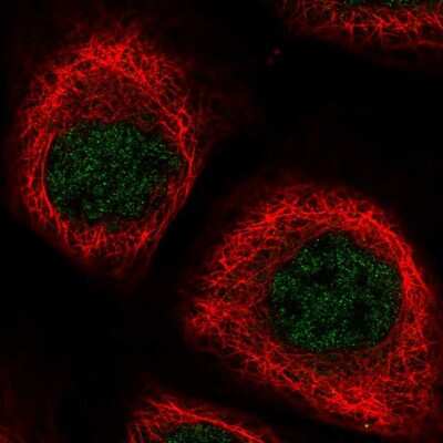 Immunocytochemistry/ Immunofluorescence: NPEPL1 Antibody [NBP2-13668]