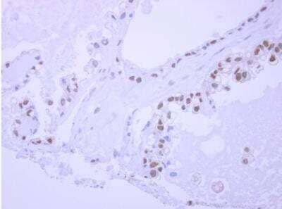 Immunohistochemistry-Paraffin: NPEPL1 Antibody [NBP2-19570]