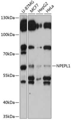 Western Blot: NPEPL1 AntibodyBSA Free [NBP2-93535]