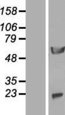 Western Blot: NPEPL1 Overexpression Lysate [NBL1-13745]