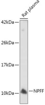 Western Blot: NPFF AntibodyBSA Free [NBP3-05565]