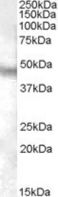 Western Blot: Neuropeptide FF R1/NPFFR1 Antibody [NB100-93424]