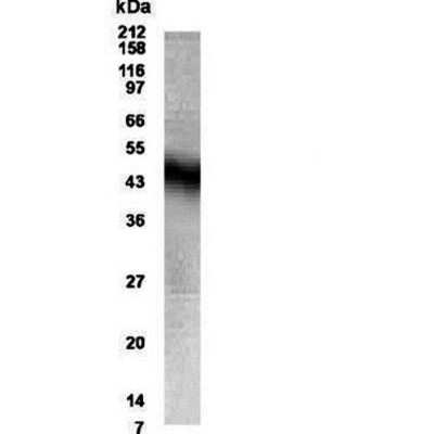 Western Blot: Neuropeptide FF R1/NPFFR1 AntibodyBSA Free [NB300-168]