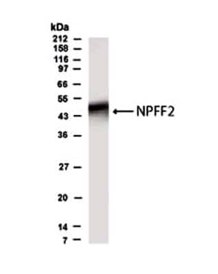 Western Blot: GPR74/NPFFR2 AntibodyBSA Free [NB300-169]