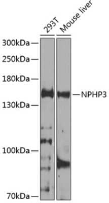 Western Blot: NPHP3 AntibodyBSA Free [NBP2-94783]