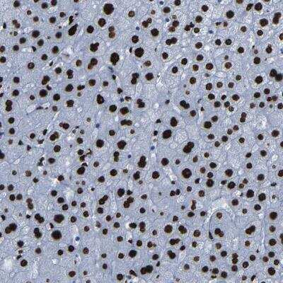 Immunohistochemistry-Paraffin: NPIPL2 Antibody [NBP2-59784]