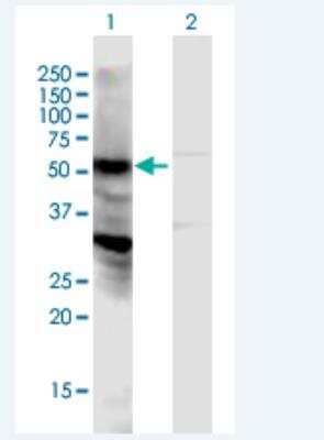 Western Blot: NPIPL2 Antibody [H00440348-B01P-50ug]