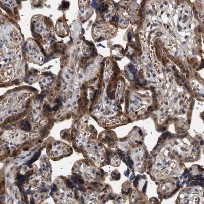 Immunohistochemistry-Paraffin: NPLOC4 Antibody [NBP1-82166]