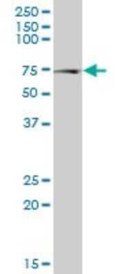 Western Blot: NPLOC4 Antibody [H00055666-B01P]