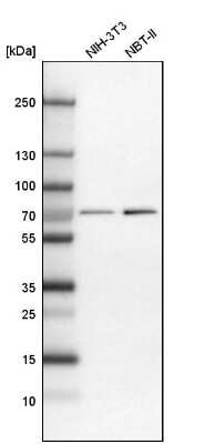 Western Blot: NPLOC4 Antibody [NBP1-82166]