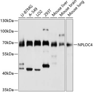 Western Blot: NPLOC4 AntibodyBSA Free [NBP2-94655]