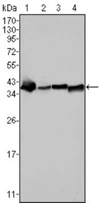 Western Blot: NPM1 Antibody (7H10B9)BSA Free [NBP1-47354]