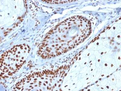 Immunohistochemistry-Paraffin: NPM1 Antibody (NPM1/1902) [NBP2-79739]