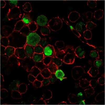 Immunocytochemistry/ Immunofluorescence: NPM1 Antibody (NPM1/3285) - Azide and BSA Free [NBP3-08745]