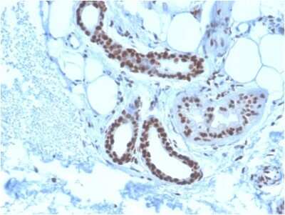 Immunohistochemistry-Paraffin: NPM1 Antibody (NPM1/3285) - Azide and BSA Free [NBP3-08745]