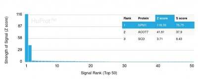Protein Array: NPM1 Antibody (NPM1/3285) [NBP3-07448]