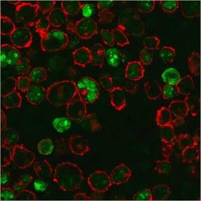 Immunocytochemistry/ Immunofluorescence: NPM1 Antibody (NPM1/3286) - Azide and BSA Free [NBP2-79875]