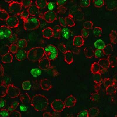 Immunocytochemistry/ Immunofluorescence: NPM1 Antibody (NPM1/3286) [NBP2-79740]