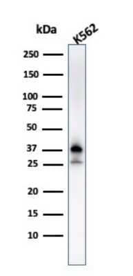 Western Blot: NPM1 Antibody (NPM1/3287)Azide and BSA Free [NBP2-79876]