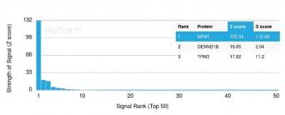 Protein Array: NPM1 Antibody (NPM1/3287) [NBP2-79741]