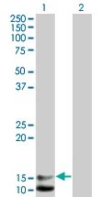 Western Blot: BNP Antibody (2D11) [H00004879-M01]