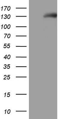 Western Blot: NPRA/NPR1 Antibody (OTI7H7)Azide and BSA Free [NBP2-73044]