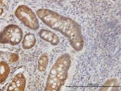 Immunohistochemistry-Paraffin: NPRB/NPR2 Antibody (2A6) [H00004882-M01]