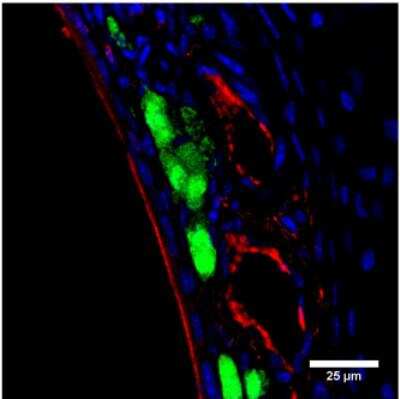 Immunohistochemistry-Paraffin: NPRB/NPR2 Antibody [NBP3-12239]