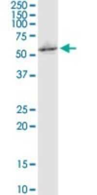 Western Blot: NPRL3 Antibody (4E6) [H00008131-M02]