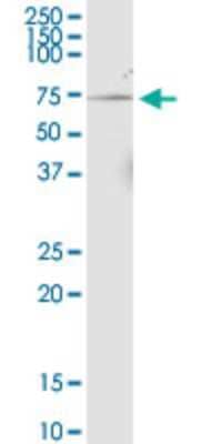 Western Blot: NPRL3 Antibody (4E6) [H00008131-M02]