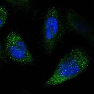 Immunocytochemistry/ Immunofluorescence: NPRL3 Antibody [NBP1-88447]