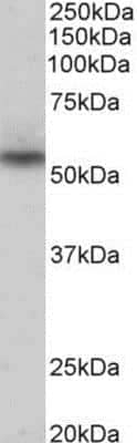 Western Blot: NPRL3 Antibody [NBP1-97766]