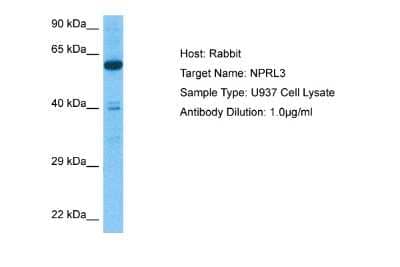 Western Blot: NPRL3 Antibody [NBP2-87939]