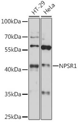 Western Blot: NPSR1 AntibodyAzide and BSA Free [NBP3-03935]