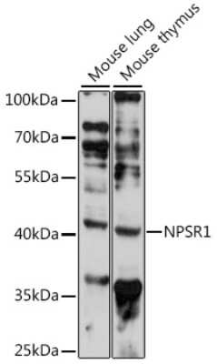 Western Blot: NPSR1 AntibodyAzide and BSA Free [NBP3-03936]