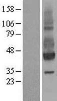 Western Blot: Neuroplastin Overexpression Lysate [NBL1-13758]