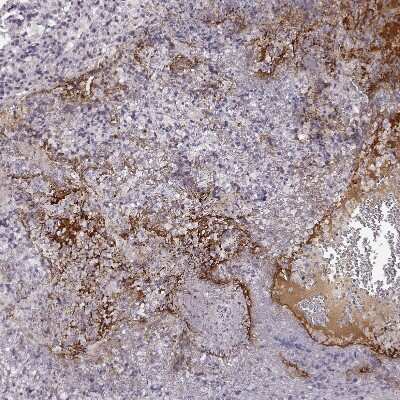 Immunohistochemistry-Paraffin: NPW Antibody [NBP2-57337]